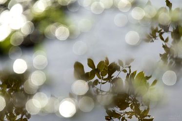 Bokeh