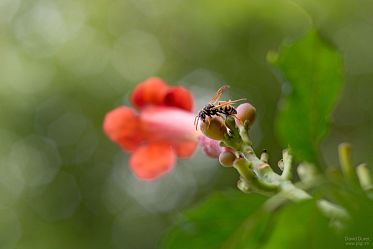 Macro